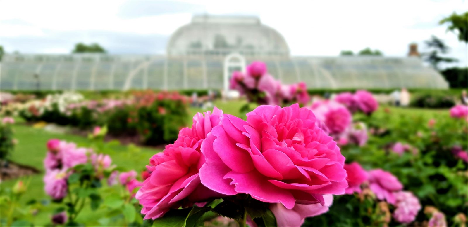 The rose garden at Kew Gardens.